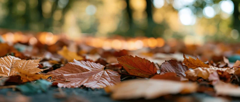 Fallen autumn leaves covering a park path viewed from ground level