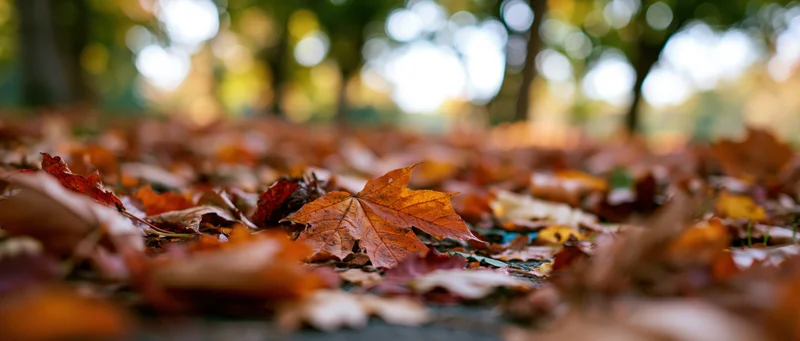 Fallen autumn leaves covering a park path viewed from ground level