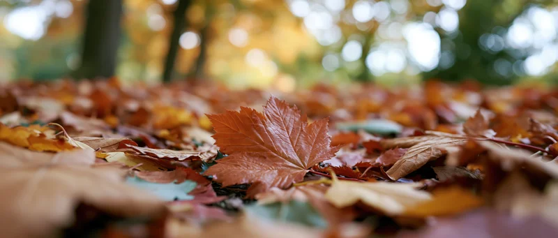 Fallen autumn leaves covering a park path at ground level