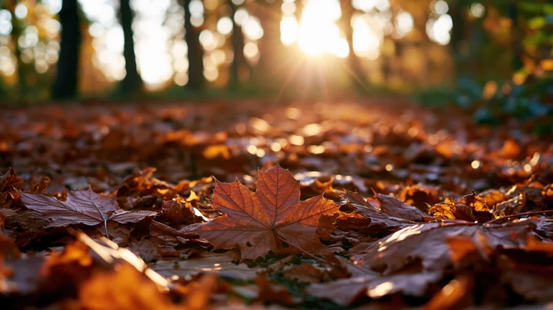 Fallen autumn leaves covering a forest path at ground level with sunlight filtering through trees