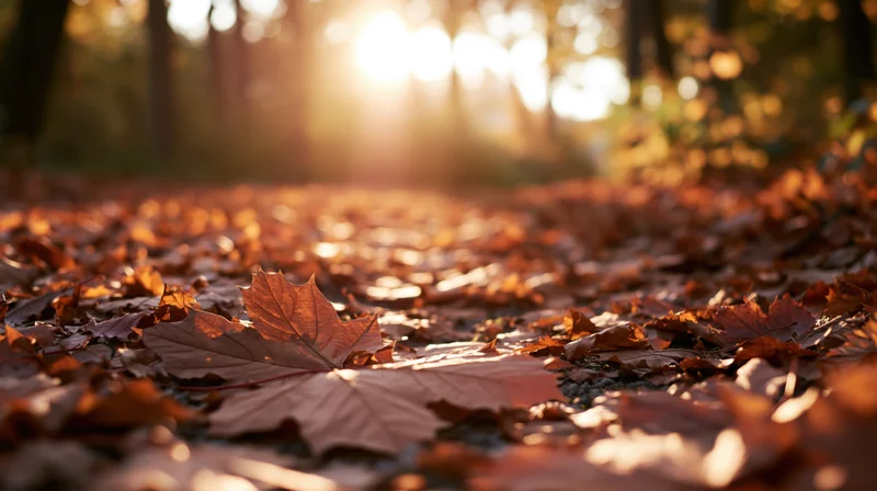 Fallen autumn leaves covering a forest path at ground level in warm sunlight