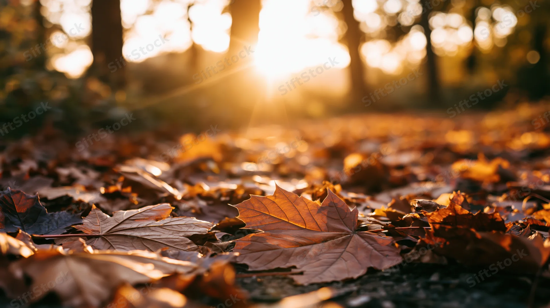 Fallen autumn leaves covering a forest path at low ground level with sunlight filtering through trees