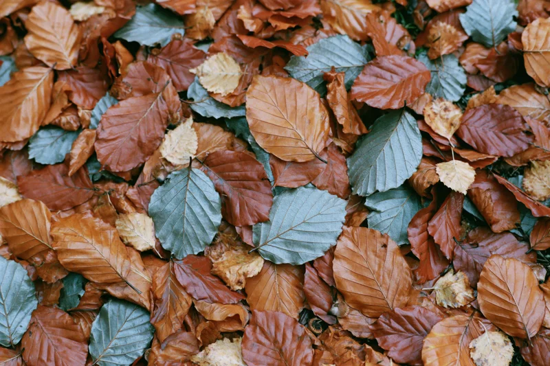 Fallen autumn leaves covering the ground in a dense layer