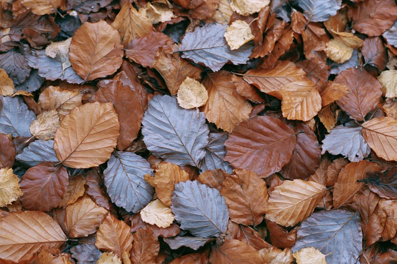 Fallen autumn leaves covering the ground in a flat lay overhead view