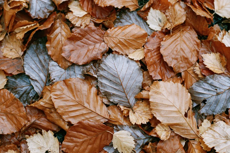 Fallen autumn leaves covering the ground in a dense layer