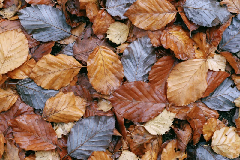 Fallen autumn leaves covering the ground in a flat lay overhead view