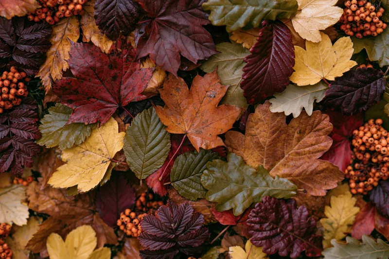 Autumn leaves and berries arranged in a dense flat-lay on the ground