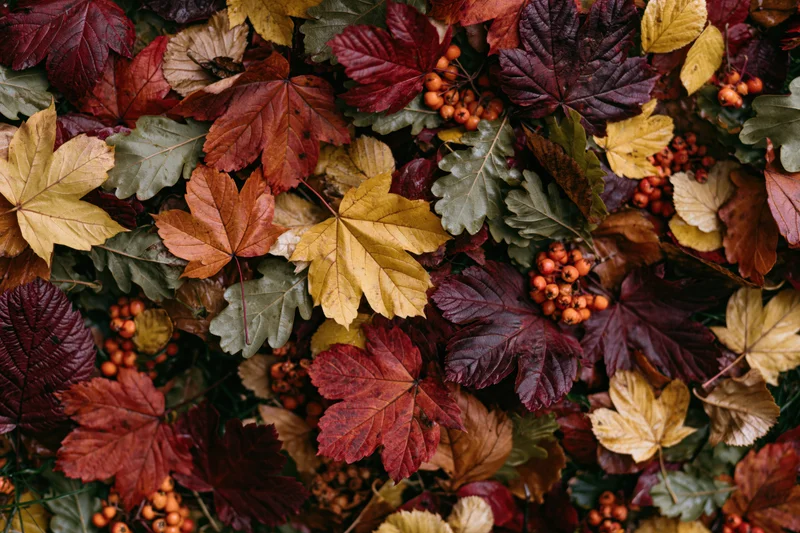 Dense flat lay of fallen autumn leaves and rowan berries covering the ground