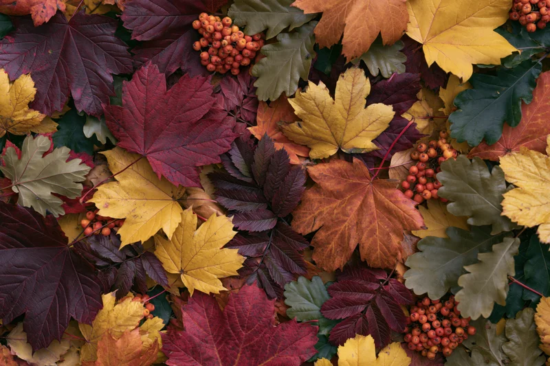 Fallen autumn leaves and berries arranged in a dense flat lay on the ground