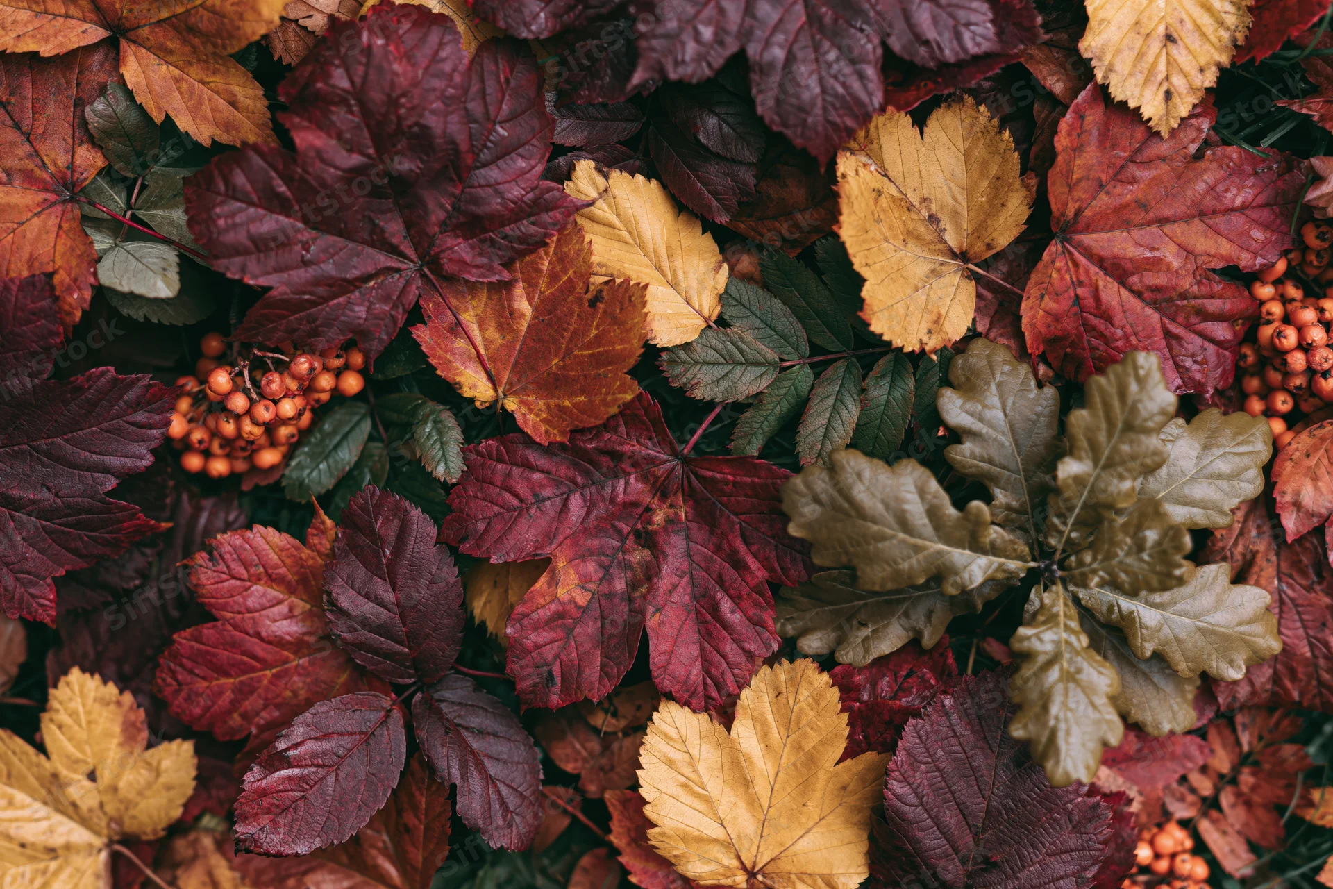 Fallen autumn leaves and rowan berries covering the ground in a dense flat-lay arrangement