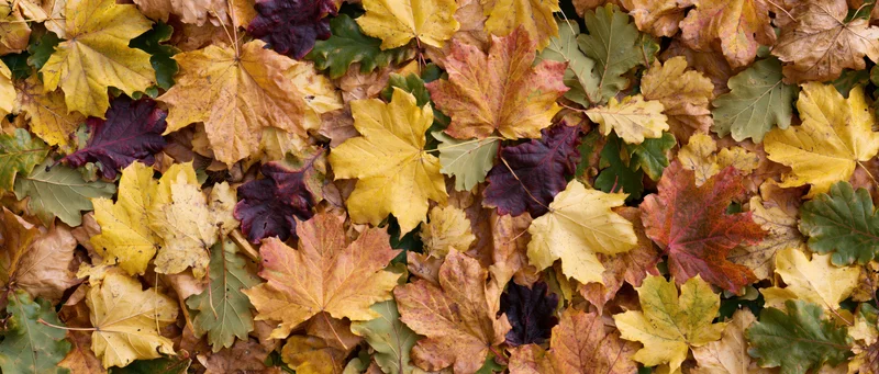 Fallen autumn leaves densely covering the ground in a flat lay arrangement