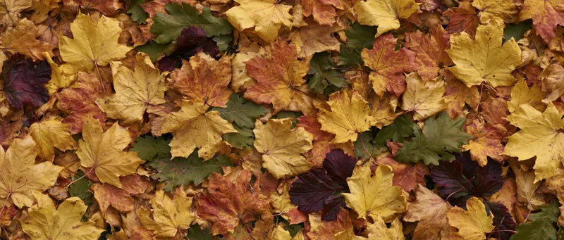 Fallen autumn leaves densely covering the ground in a flat overhead view