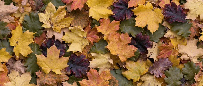 Fallen autumn leaves densely covering the ground in a flat lay arrangement
