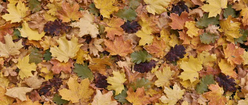 Fallen autumn leaves densely covering the ground in a flat overhead view