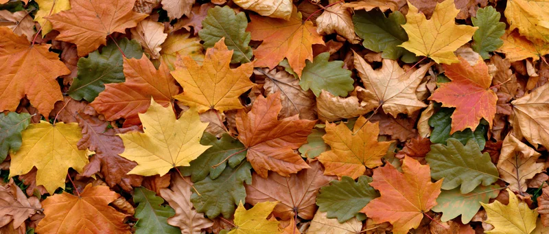 Fallen autumn leaves densely covering the ground in a natural outdoor setting