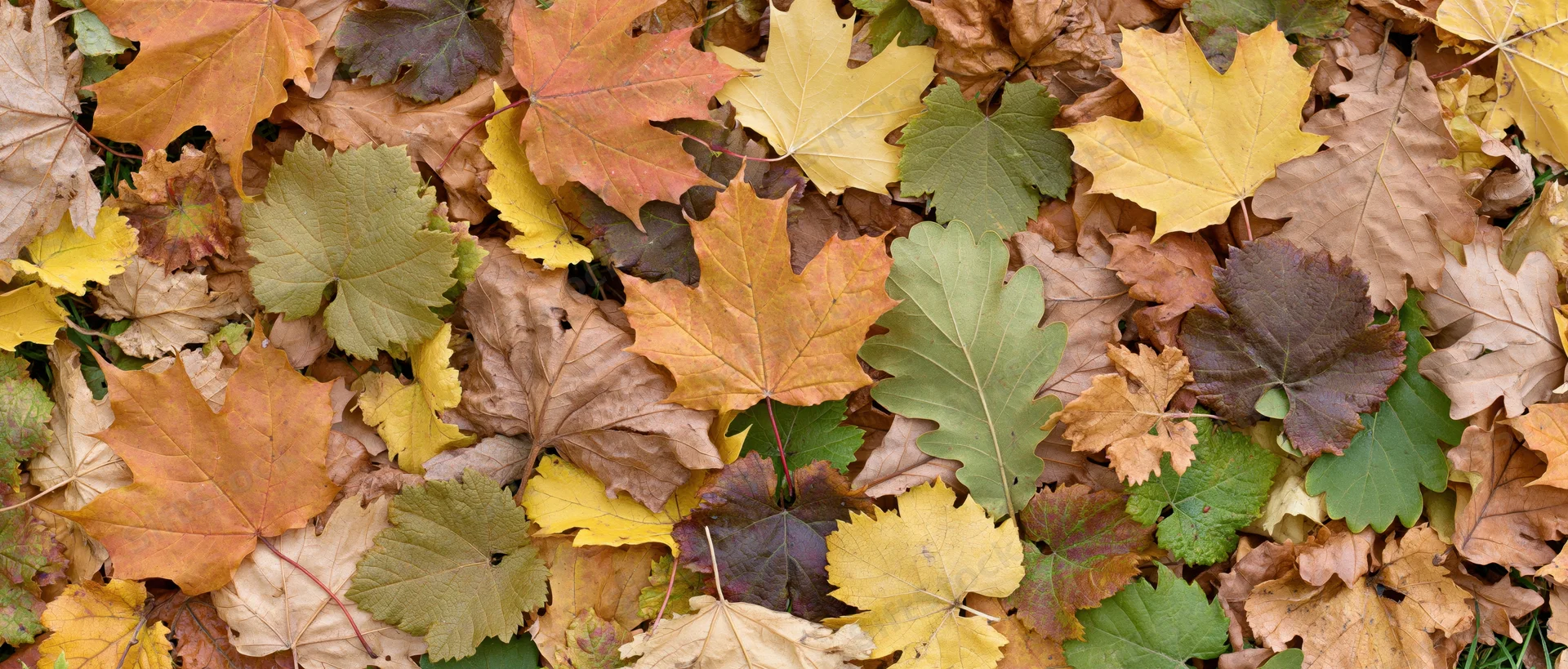 Fallen autumn leaves densely covering the ground in a natural outdoor setting