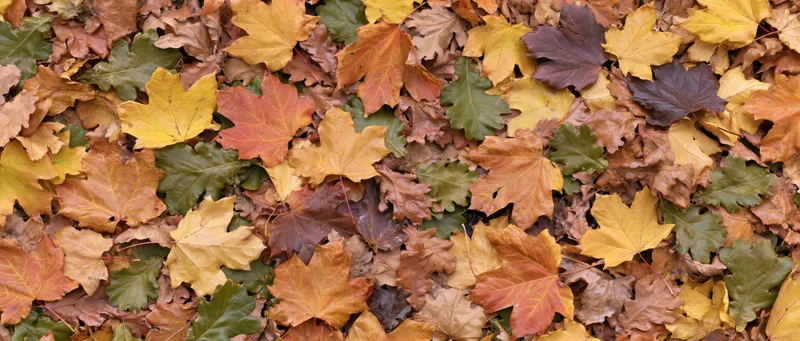 Fallen autumn leaves covering the ground in a dense overlapping layer