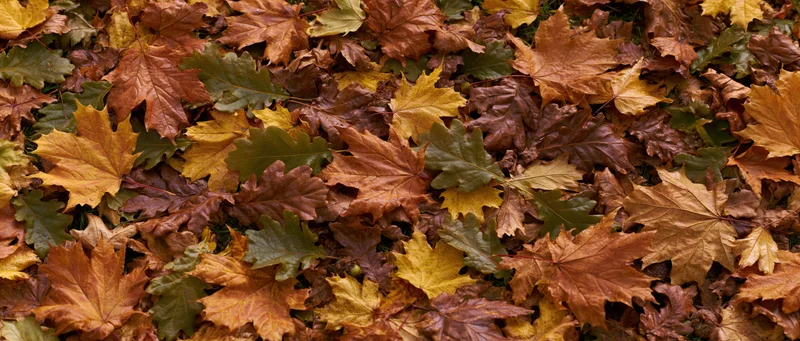 Fallen autumn leaves densely covering the ground in a natural outdoor setting