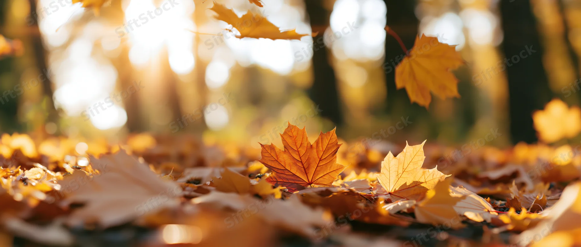 Fallen maple leaves scattered across forest floor with sunlight filtering through trees