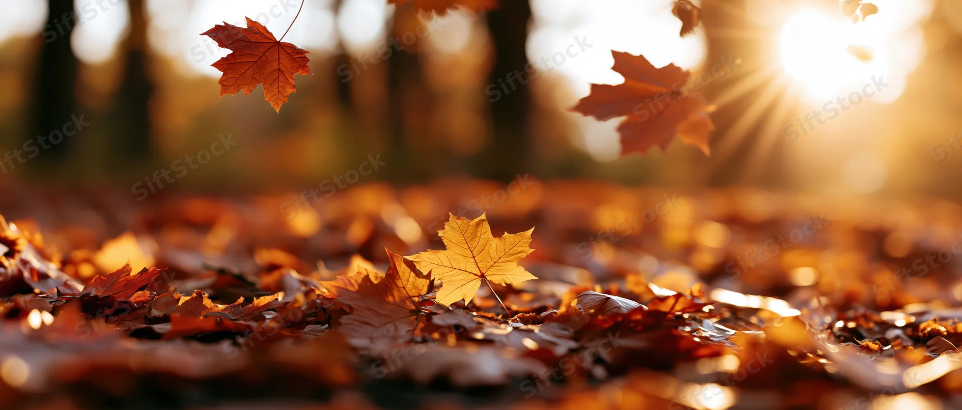 Fallen maple leaves scattered across forest floor with sunlight filtering through trees