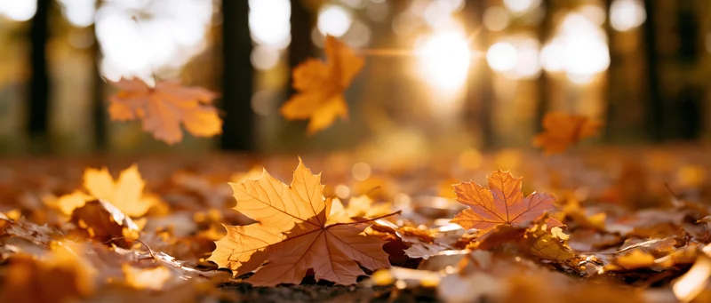 Golden maple leaves scattered on forest floor with sunlight filtering through trees