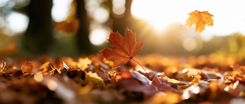 Fallen maple leaves scattered across forest floor in golden autumn light