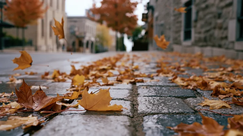 Fallen autumn leaves scattered across wet cobblestone city street