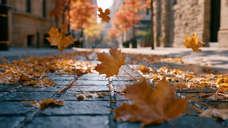 Autumn leaves scattered across wet cobblestone city street
