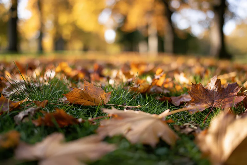 Fallen autumn leaves scattered across green grass in a park