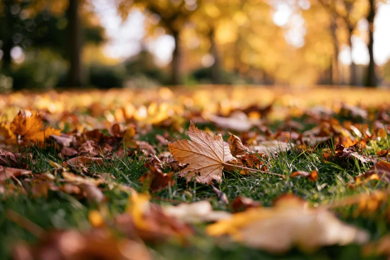 Fallen autumn leaves scattered across green grass in a park