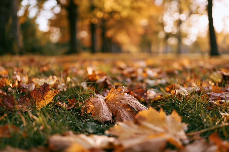 Fallen autumn leaves scattered across green grass in a park