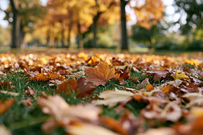 Fallen autumn leaves scattered across green grass in a park