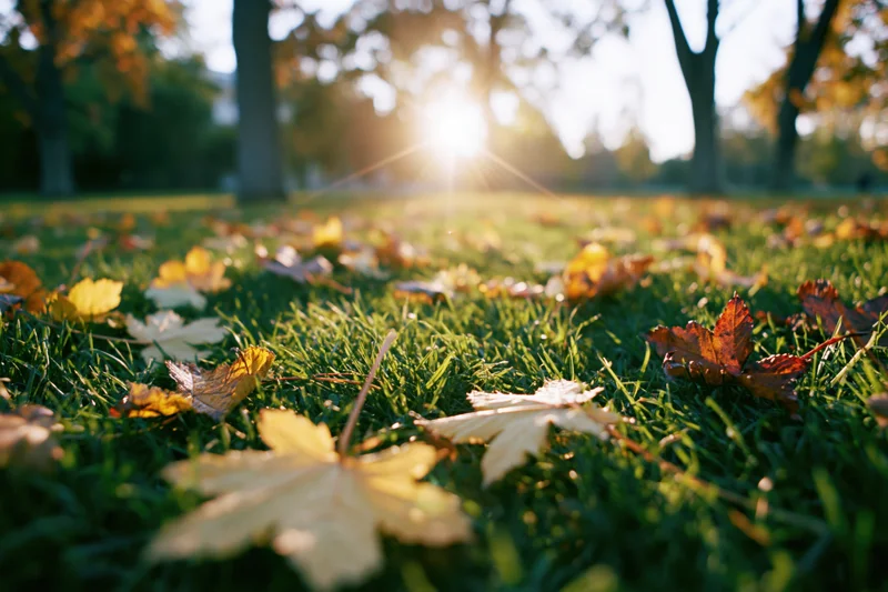 Fallen autumn leaves scattered across green grass in a park with sunlight filtering through trees