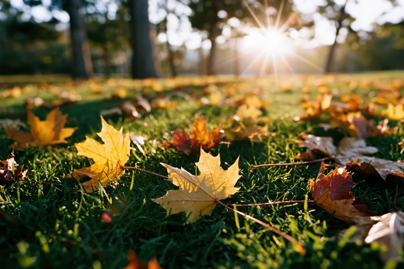 Fallen maple leaves scattered across green grass in a park with sunlight filtering through trees