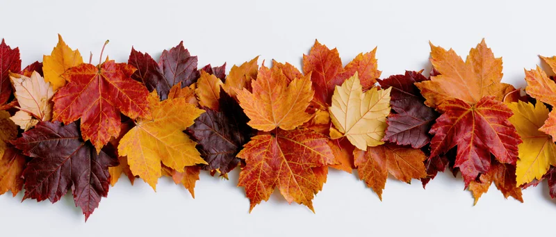 Horizontal arrangement of colorful autumn maple leaves forming a border on white background