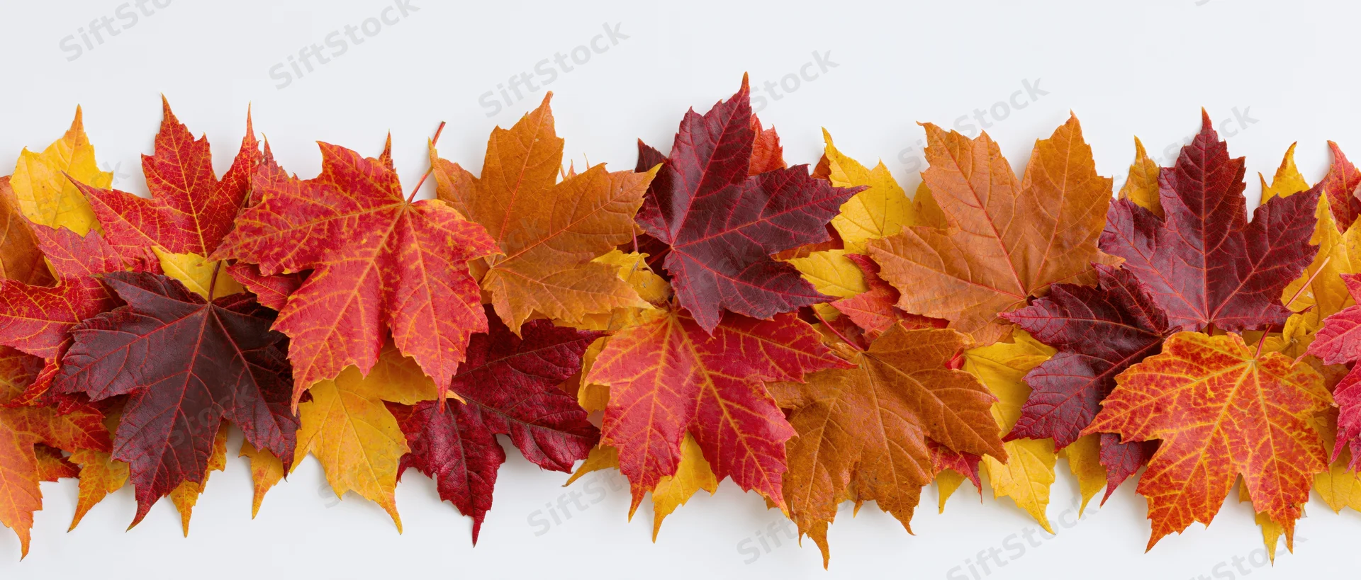 Horizontal arrangement of colorful maple leaves forming a dense border against white background