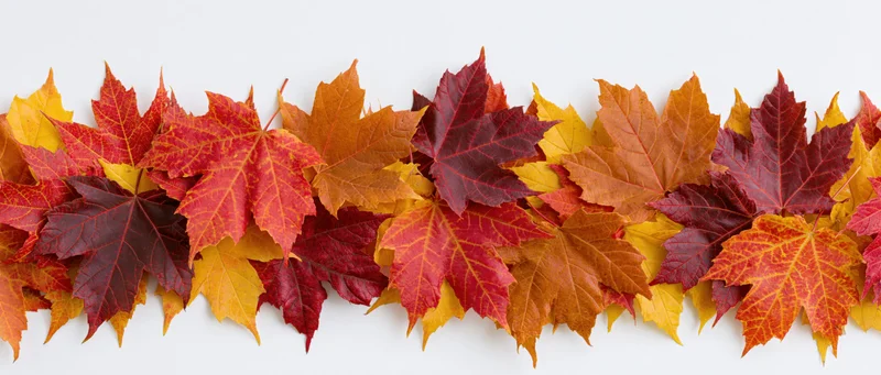 Horizontal arrangement of colorful maple leaves forming a dense border against white background
