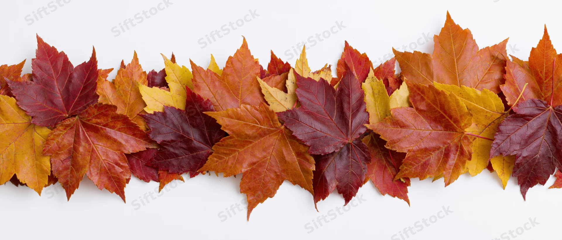 Horizontal border of colorful autumn maple leaves on white background