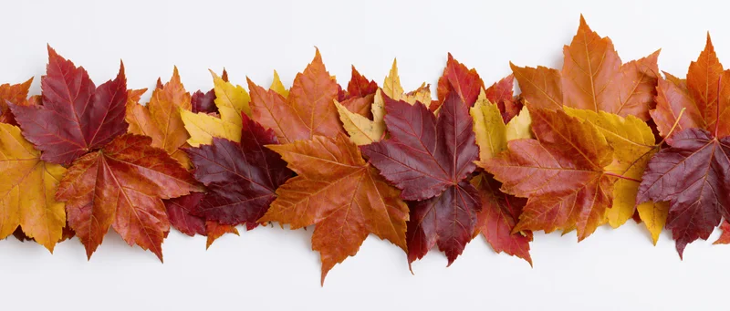 Horizontal border of colorful autumn maple leaves on white background