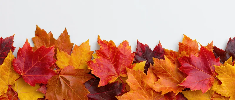 Autumn maple leaves arranged in a horizontal border along the bottom of a white surface