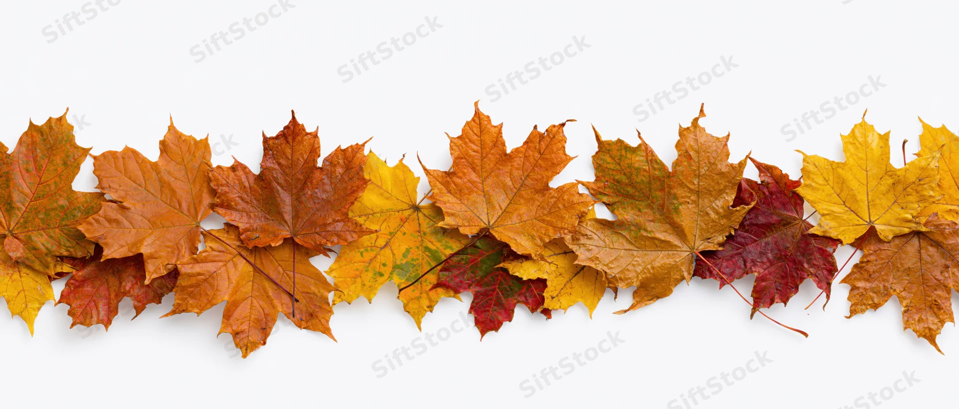 Maple leaves arranged in a loose horizontal row on white background