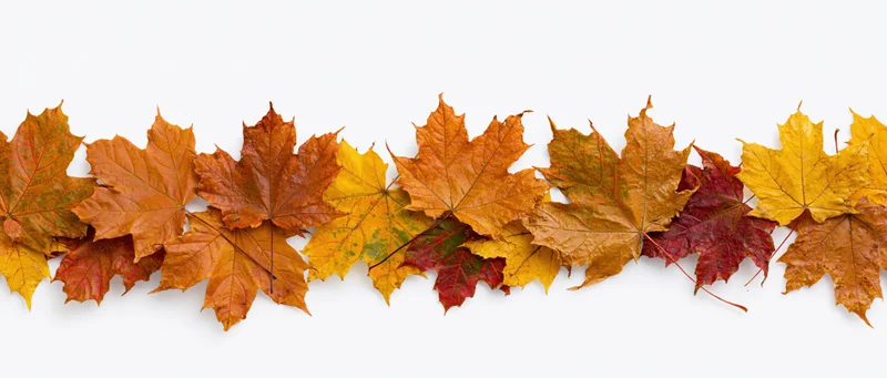 Maple leaves arranged in a loose horizontal row on white background