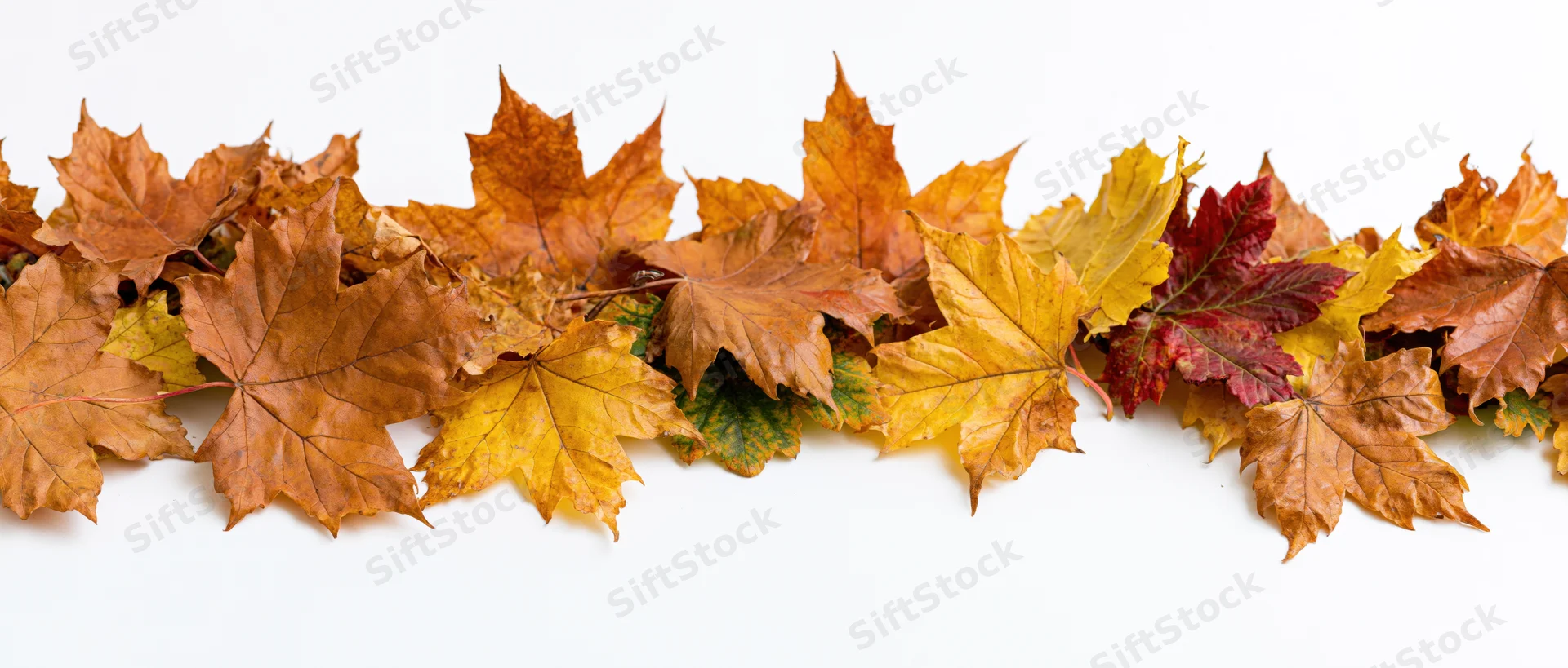 Fallen maple leaves arranged in a loose horizontal row on white background