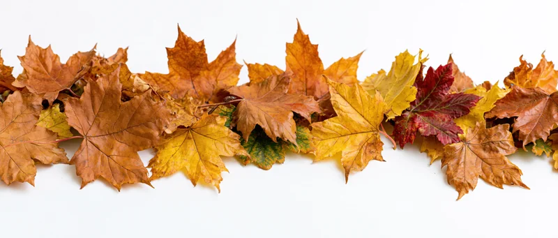 Fallen maple leaves arranged in a loose horizontal row on white background