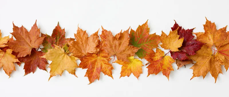 Maple leaves arranged in a loose horizontal row on white background
