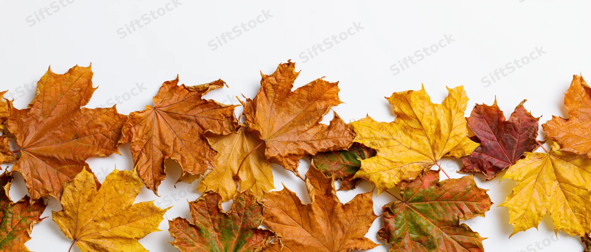 Dried maple leaves arranged in a horizontal row on white background