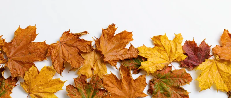 Dried maple leaves arranged in a horizontal row on white background