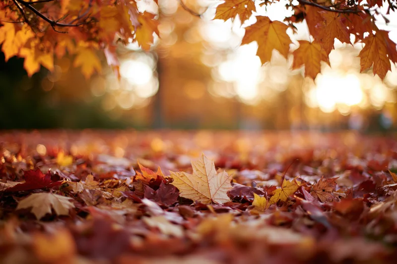 Fallen maple leaves covering the ground in a forest during autumn with sunlight filtering through branches