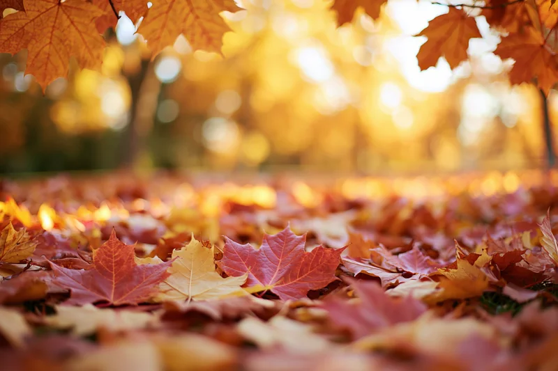 Fallen maple leaves covering the ground in a forest during autumn with warm sunlight filtering through the trees