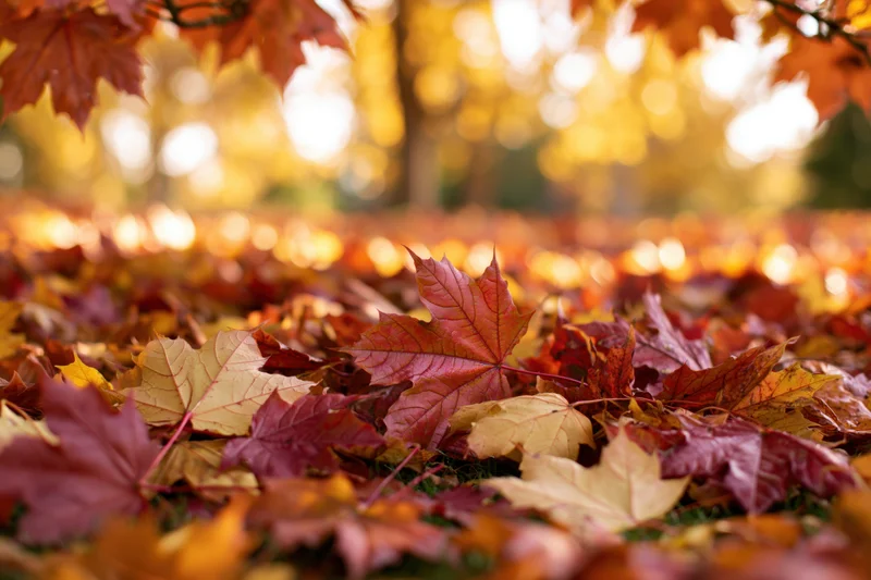 Fallen maple leaves covering the ground in a forest during autumn